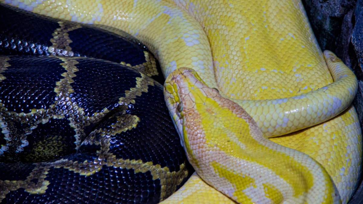 Змеи на даче: 5 ошибок, которые превращают участок в рай для гадюк — и как это исправить ИА SM-News