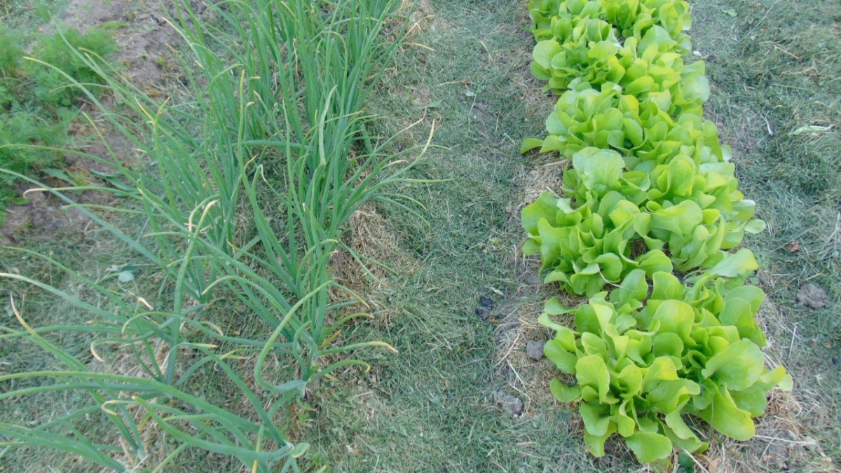 Посадите лук-севок так — и удивитесь урожаю: простые хитрости для идеальных грядок ИА SM-News