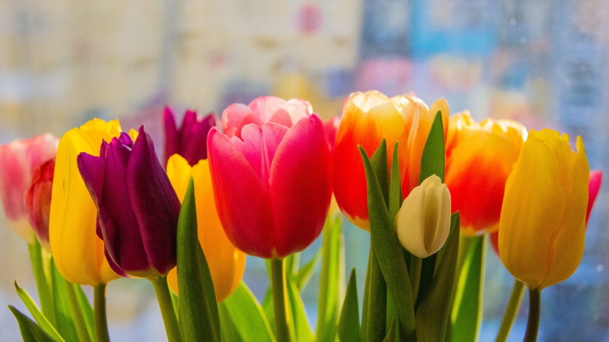 Как сохранить тюльпаны свежими в вазе и не дать им раскрыться до двух недель: 8 секретов флористов ИА SM-News