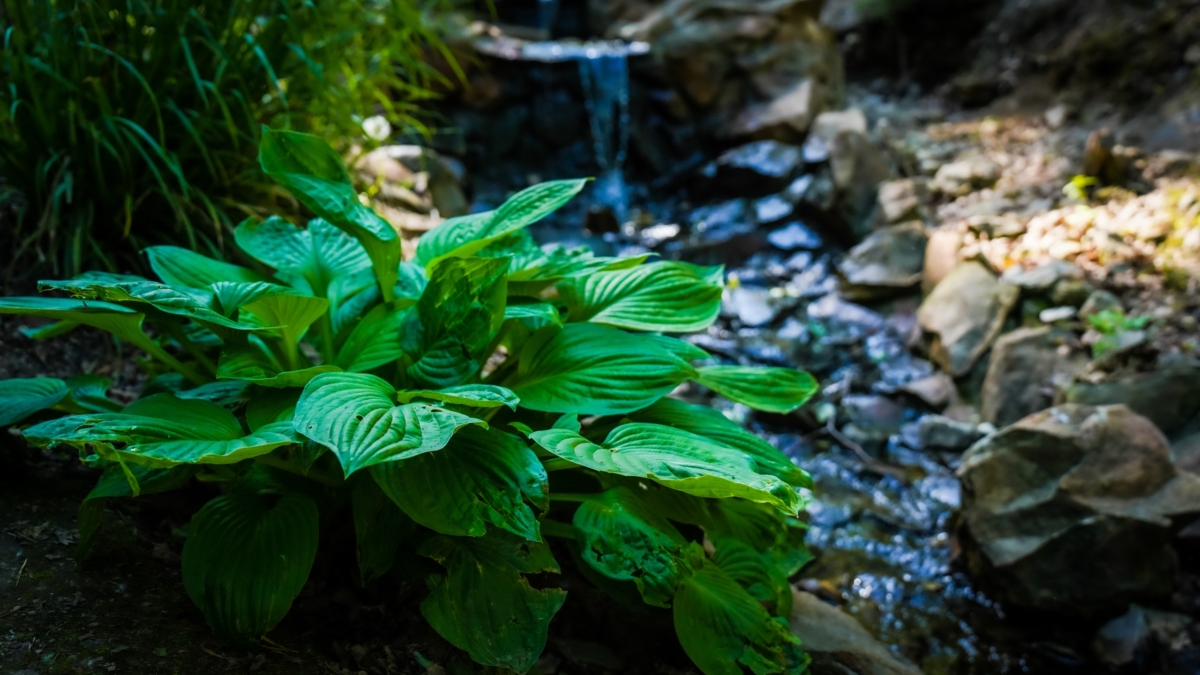 Как превратить тенистый уголок сада в джунгли: посадите эти 9 растений — даже, вечнозеленые ИА SM-News