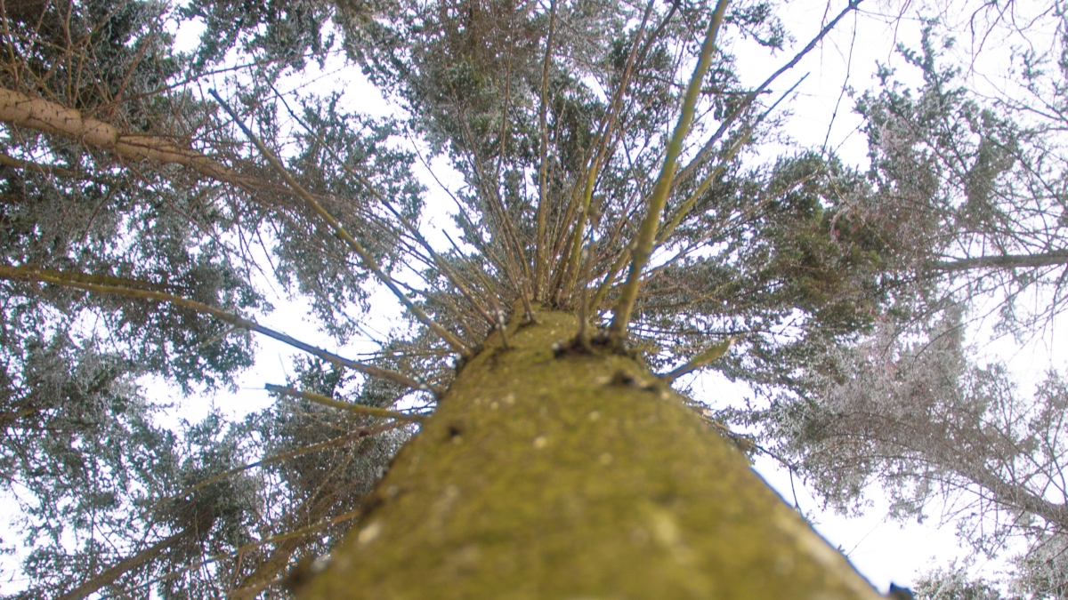 За сухое дерево — штраф как за живое: как самовольная вырубка разоряет дачников в 2026 году ИА SM-News