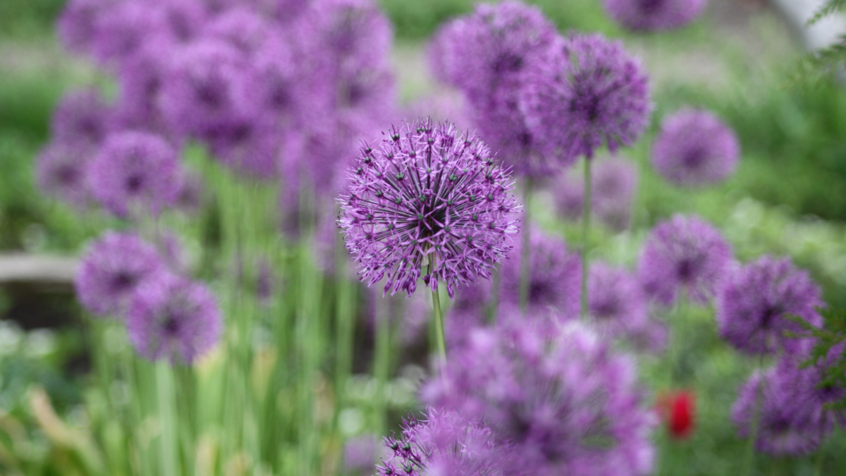 Клещи покинут ваш сад навсегда: эти 5 цветов они не переносят на дух — ароматная броня без химии ИА SM-News