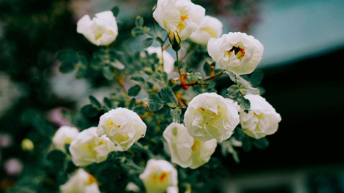 Эти 5 сортов роз-аристократок выдержат до -28°C: всё о самых устойчивых красавицах для вашего сада ИА SM-News