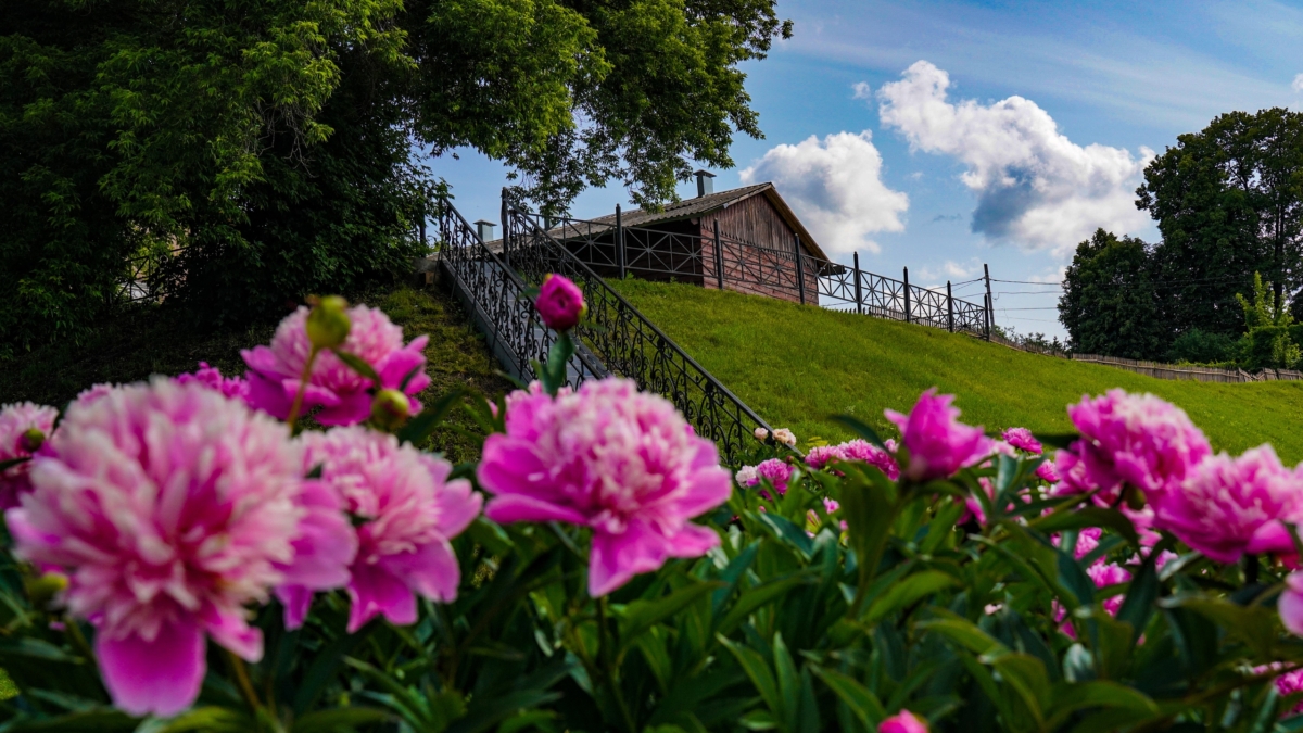Всего одна подкормка в апреле — и пионы цветут как сумасшедшие всё лето Светлана Мулыкина