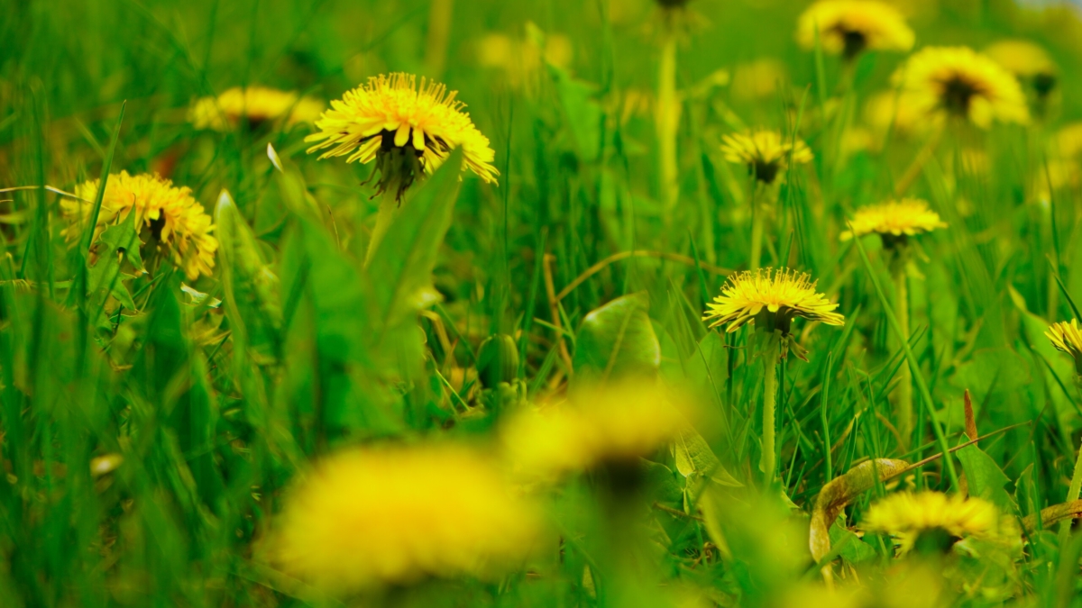 Скоро газон пожелтеет: побеждаем одуванчики до того, как они захватят участок — 3 метода ИА SM-News