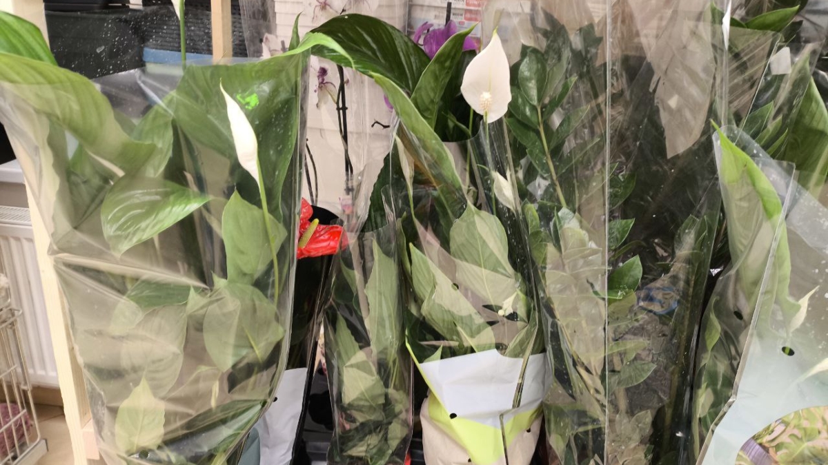 Секреты спатифиллума: 7 признаков болезни, 5 ошибок и пути спасения вашего женского счастья ИА SM-News