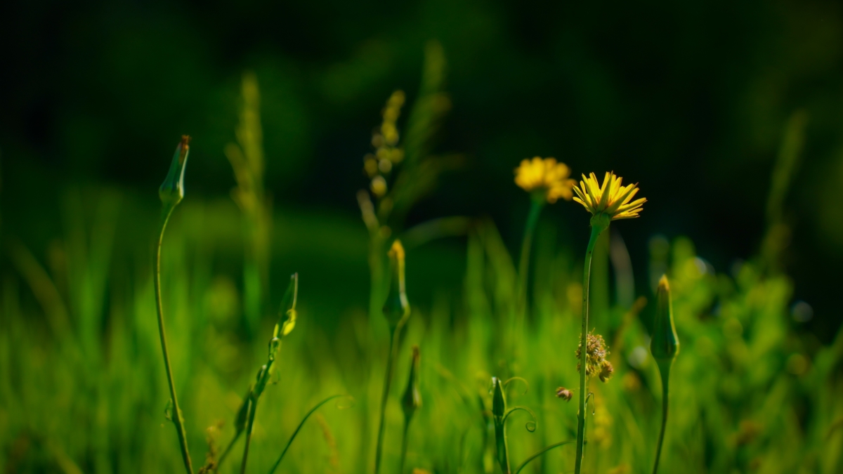 Химические репелленты токсичнее, чем клещи — вот природный щит: 4 природных средства с кухни ИА SM-News