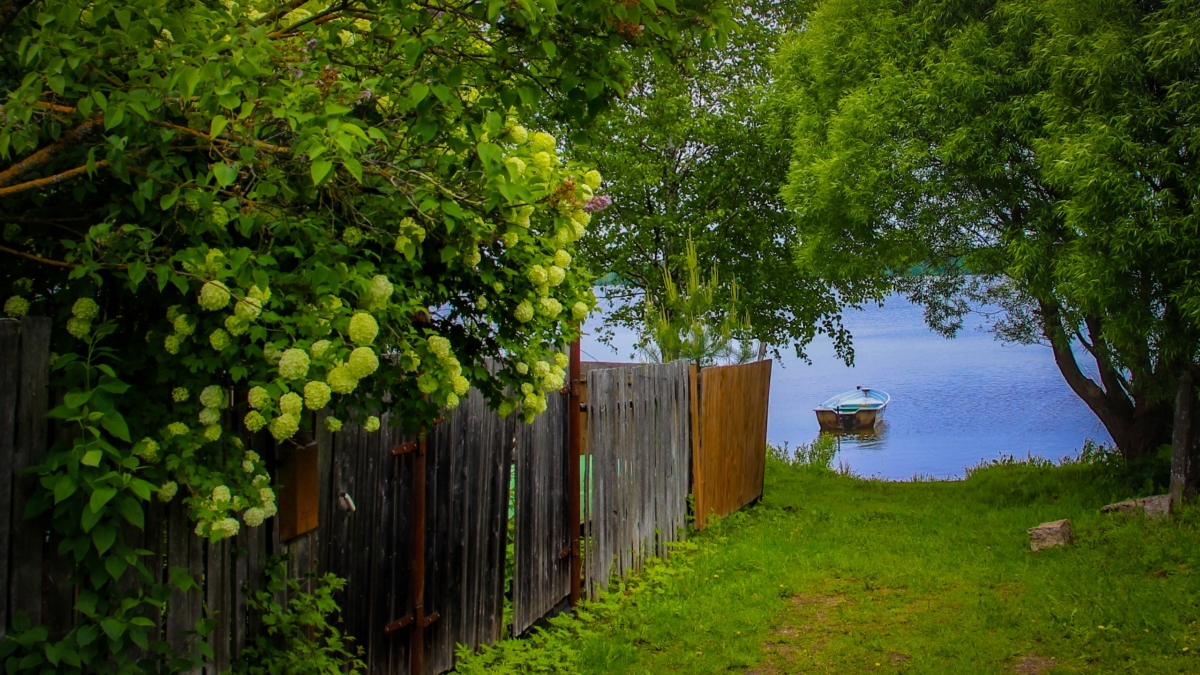 Бываете на даче только по выходным? 6 растений, которые выживут без полива, подкормок и стрижки ИА SM-News