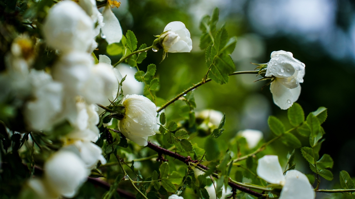 Чай из весенних веточек: простой деревенский рецепт для бодрости и ясного ума Светлана Мулыкина