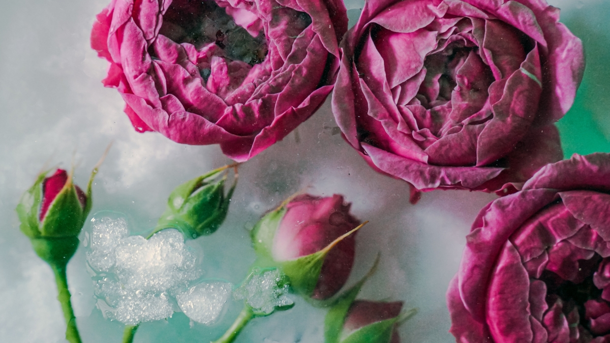 Как засушить цветы: от лаванды до роз — подготовка, сушка и хранение сухоцветов без потерь ИА SM-News