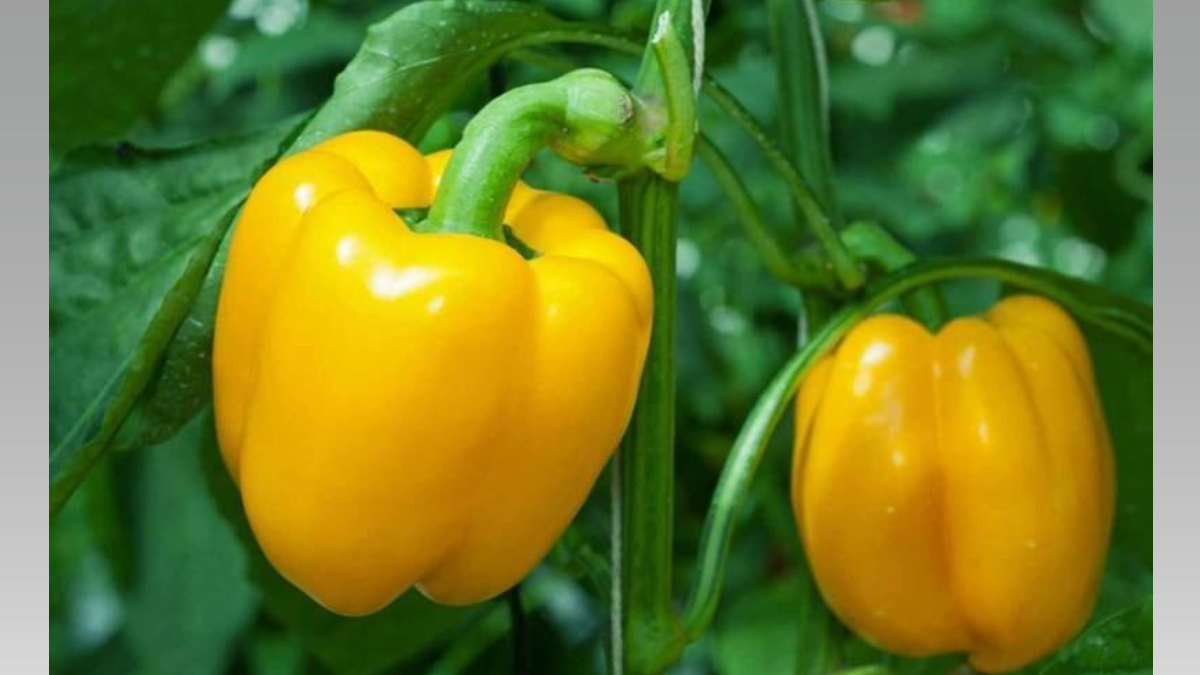 Перец пойдет в рост через неделю: три компонента в лунку — никакой магии, просто правильная химия ИА SM-News, chatgpt.com