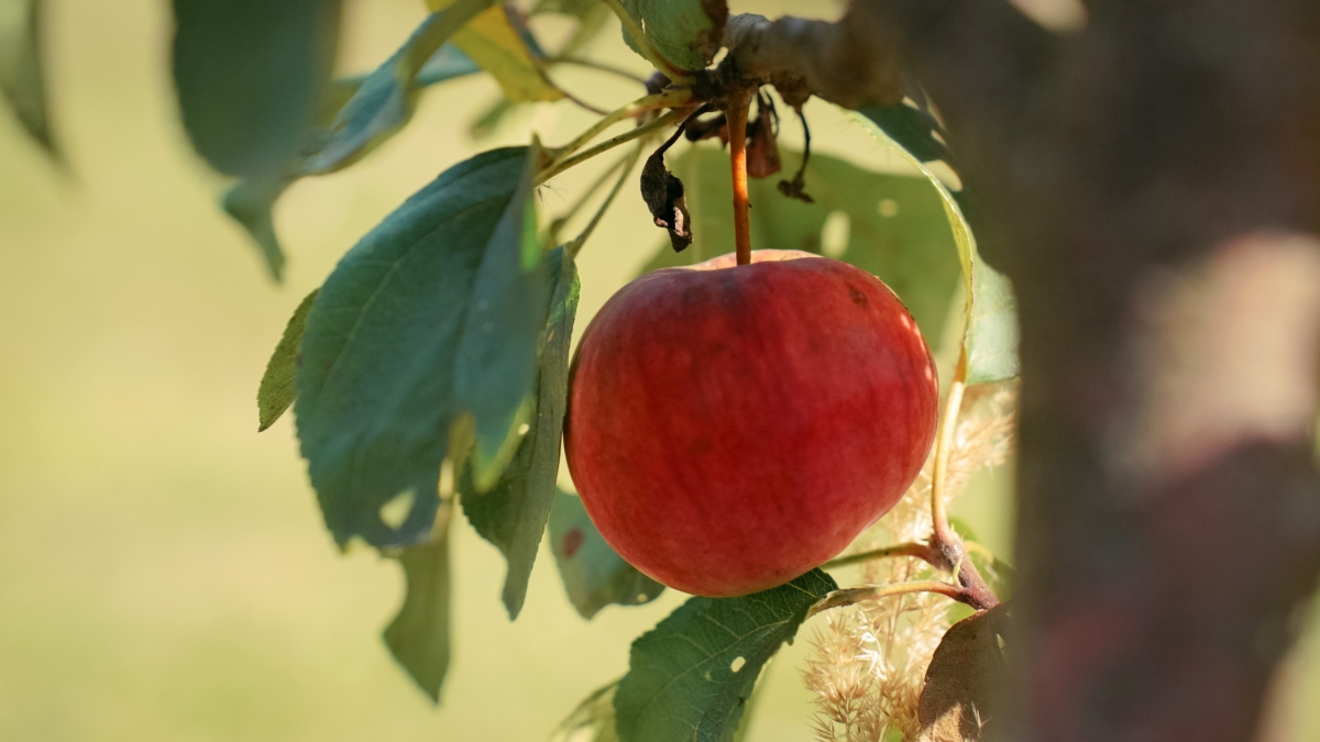 Тля сдалась без боя: советская мазь на дерево — лучше магазинных гелей, муравьи бегут без оглядки ИА SM-News