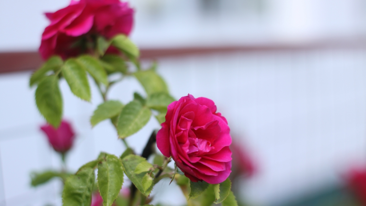 Секрет миллиона роз: 5 апрельских дел, без которых они не зацветут — решается судьба вашего розария ИА SM-News