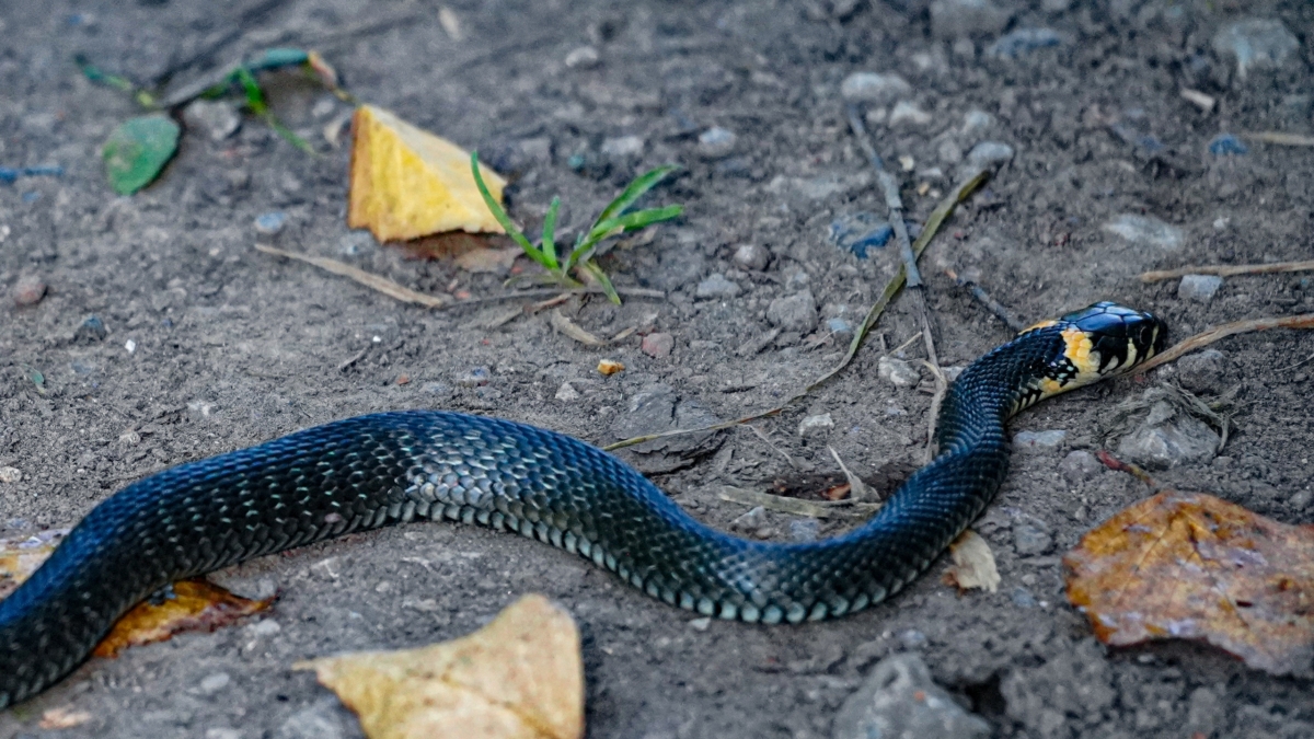5 правил выживания, если встретили змею — что делать, если контакта не избежать: алгоритм спасения ИА SM-News