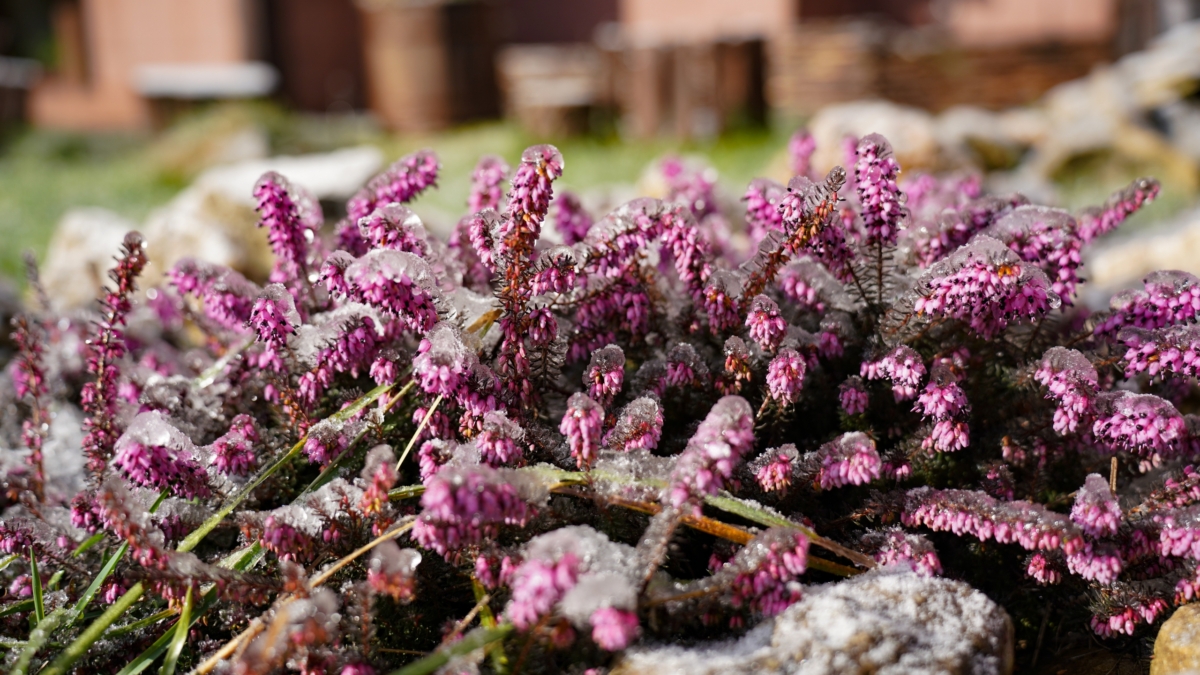 Две волны похолодания весной: когда ждать земляничную зиму и как подготовиться дачникам Светлана Мулыкина