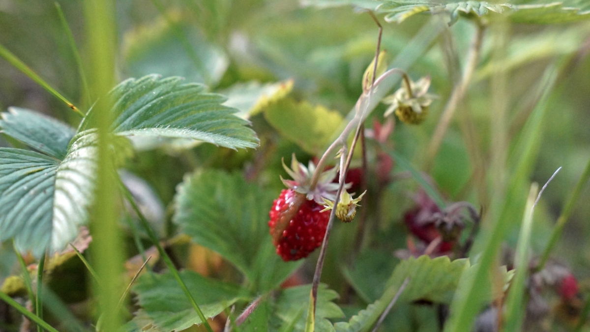 Апрель формирует вкус вашего лета: 3 пункта по уходу за клубникой — не упустите момент ИА SM-News