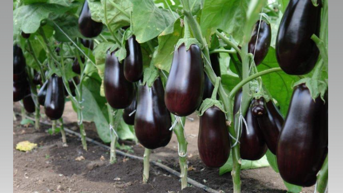 Опрыскала вечером — утром тли нет: простой рецепт, который спасает весь огород ИА SM-News, chatgpt.com