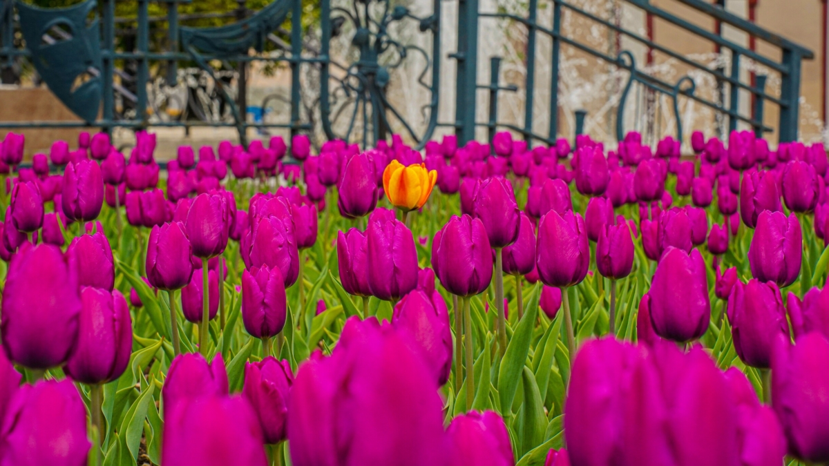 Почему тюльпаны плохо цветут и вянут: ошибки, которые портят цветы — 3 способа вернуть им упругость ИА SM-News