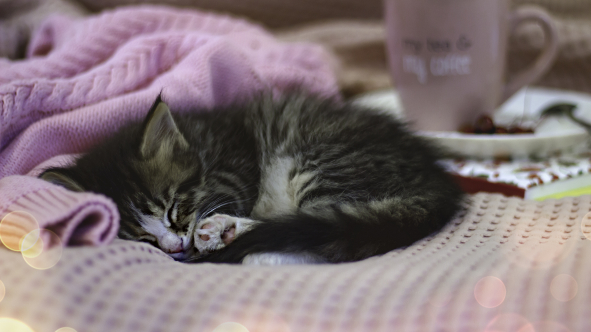 Не покупайте лежанки в зоомагазине: 3 простых способа сделать убежище для питомца самому ООО «СДК»