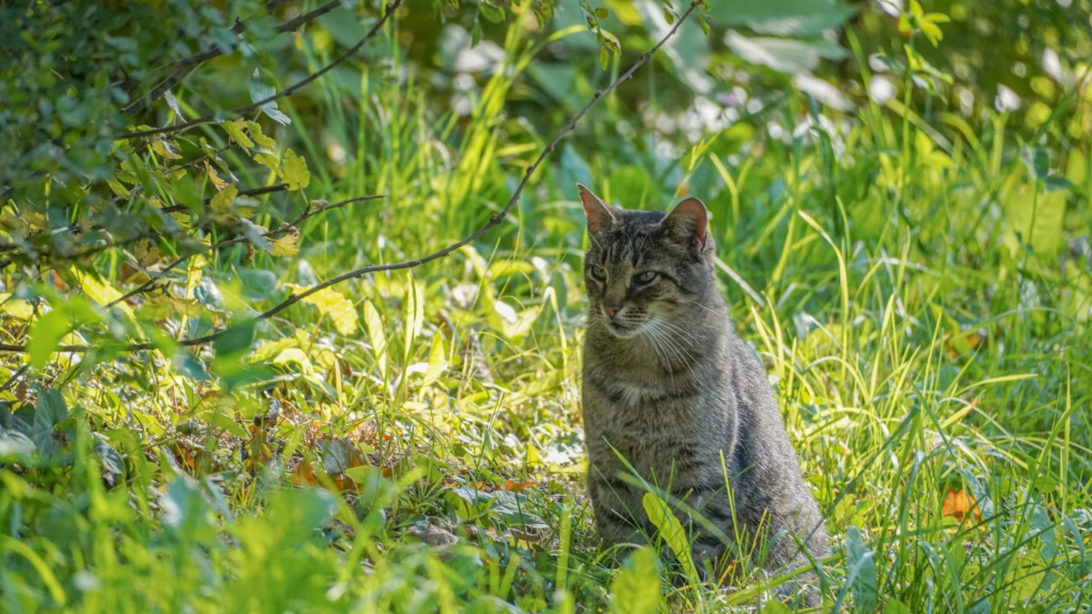 Городской кот на даче: почему любимец в опасности и как защитить его от стресса и драк Светлана Мулыкина
