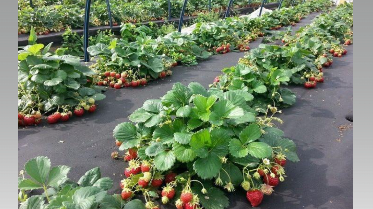 Клубника отблагодарит весной: что нужно сделать с грядками в августе, чтобы получить крупные ягоды ИА SM-News, chatgpt.com